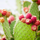 Illustration for article titled This Humble Cactus Could Help Fuel Our Drought-Stricken World